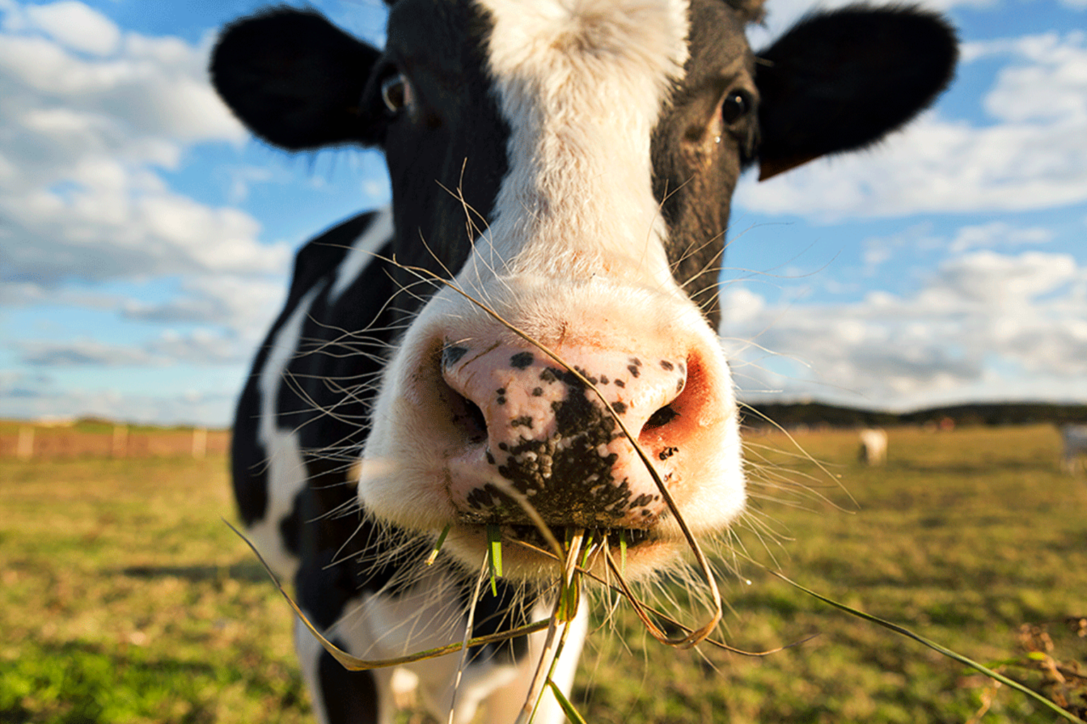 A Brexit Beef About Food and Democracy